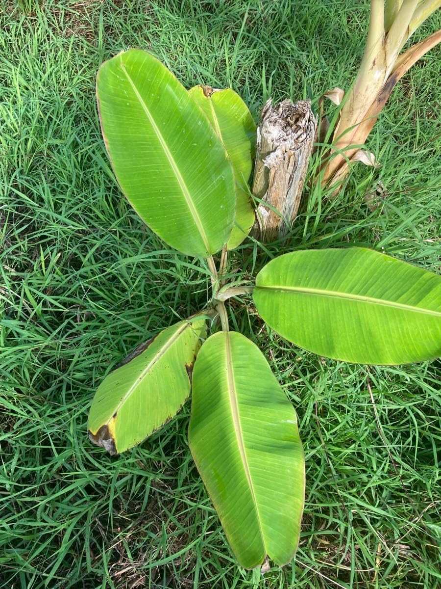 ボリューム株　オリーブ　ひなかぜ　テラコッタ鉢植え　苗　苗木　シンボルツリー ボリューム株 オリーブ ひなかぜ テラコッタ鉢植え 苗 苗木
